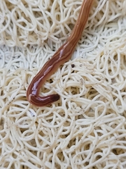 Caenoplana