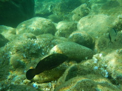 Epinephelus marginatus