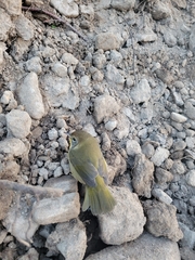 Geothlypis trichas image