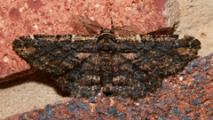 Pholodes sinistraria