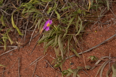 Calandrinia