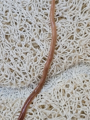 Caenoplana