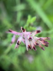 Fumaria bastardii