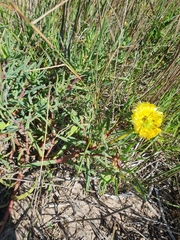 Conicosia pugioniformis