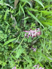Fumaria bastardii