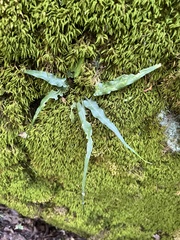 Asplenium rhizophyllum