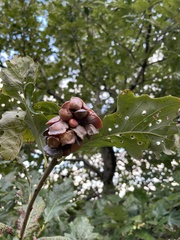 Andricus quercusstrobilanus