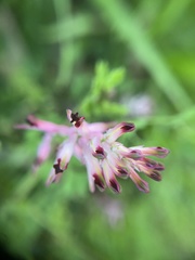 Fumaria bastardii