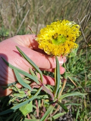 Conicosia pugioniformis