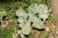 Erysiphe heraclei