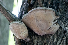 Phellinus igniarius