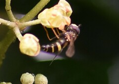 Dasysyrphus tricinctus
