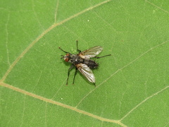 Tachinidae