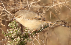 Prinia