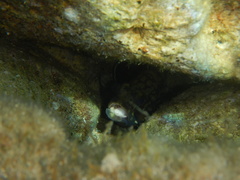 Epinephelus marginatus