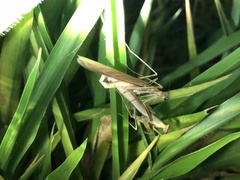 Eumusonia