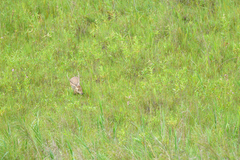 Axis porcinus porcinus