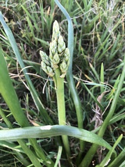 Trachyandra divaricata