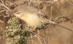 Prinia