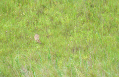 Axis porcinus porcinus