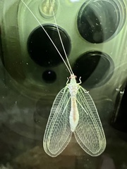 Leucochrysa insularis