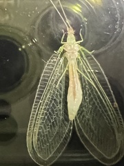 Leucochrysa insularis