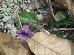 Viola prionantha