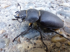 Lucanus cervus