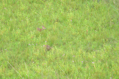 Axis porcinus porcinus