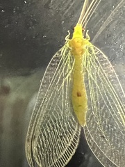 Leucochrysa insularis