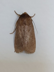 Bityla defigurata