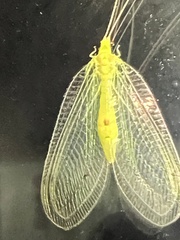 Leucochrysa insularis