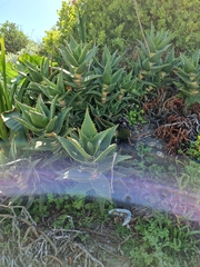 Aloe distans