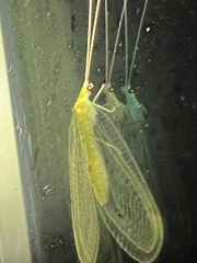 Leucochrysa insularis