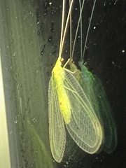 Leucochrysa insularis