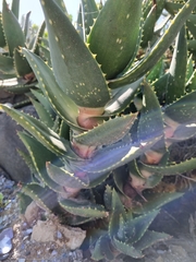 Aloe distans