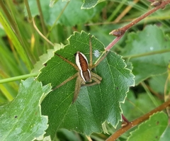 Dolomedes fimbriatus