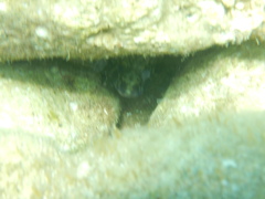 Epinephelus marginatus