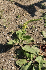 Verbascum × incanum