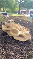 Bondarzewia berkeleyi