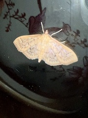 Herpetogramma pertextalis