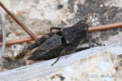 Tetrix japonica