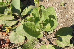 Verbascum × incanum