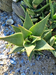 Aloe distans