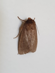 Bityla defigurata