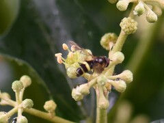 Dasysyrphus tricinctus