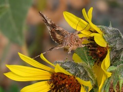 Autographa californica