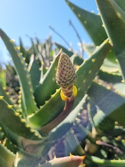 Aloe distans