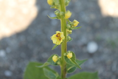 Verbascum × incanum