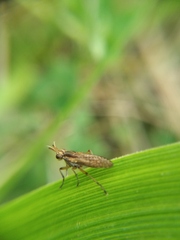 Sciomyzidae